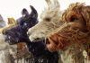 Isla de perros, maravilla en stop motion Isla de perros - crítica